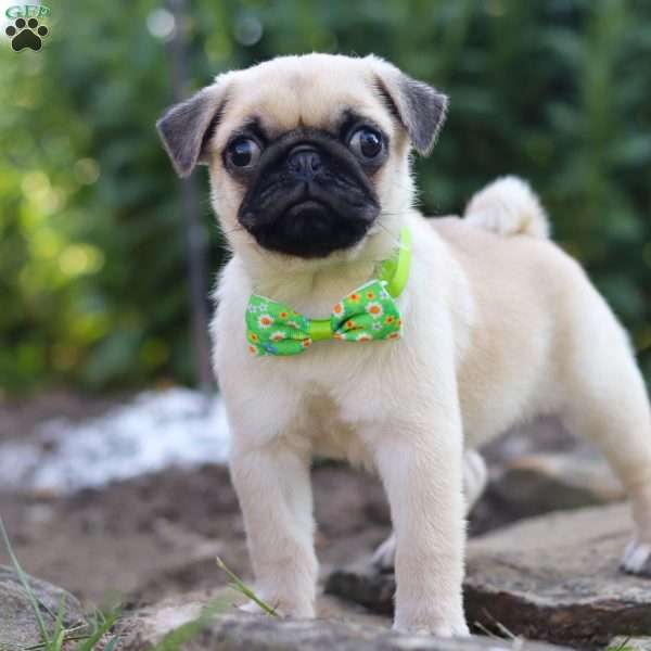 Midnight, Pug Puppy
